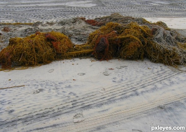 Storm Washed Seaweed